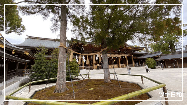 寒川神社　ご神木