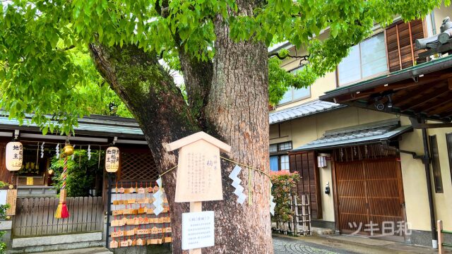 晴明神社のご神木