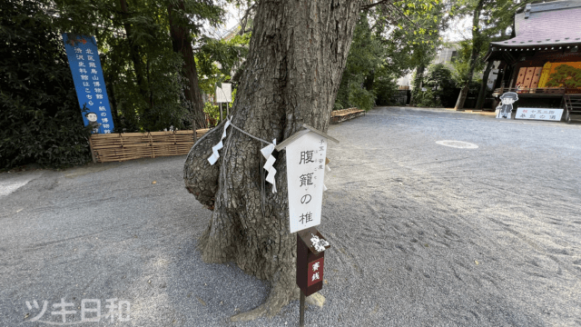 七社神社の椎の木。妊婦のように突き出た幹があり縁起の良い木とされている