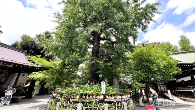 七社神社の願掛けご神木