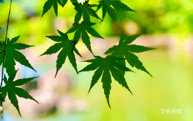 8月の和風月名は「葉月(はづき)」です。
葉月という名前には諸説ありますが、木々の葉が落ち始める「葉落ち月」が由来の一つとされています。